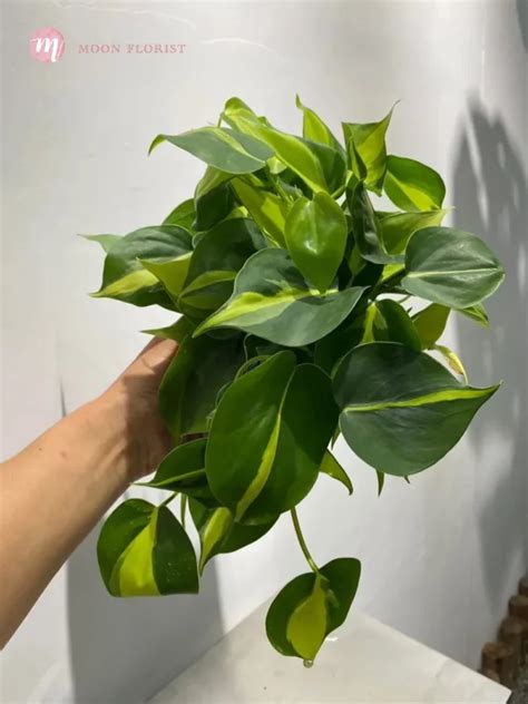 室內垂吊植物風水